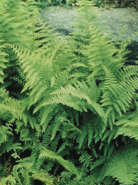 Hayscented Fern (Dennstaedtia punctilobata)