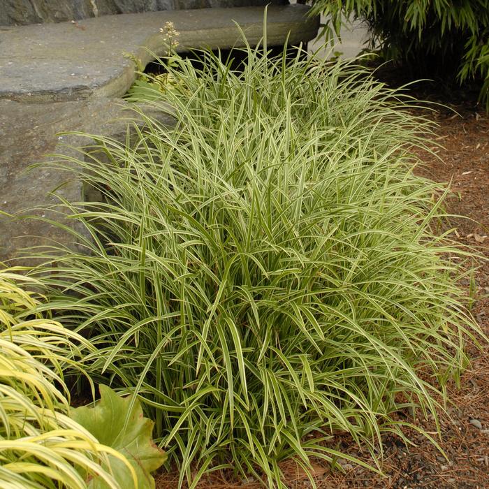 Silver Variegated Sedge (Carex morrowii 'Ice Dance')