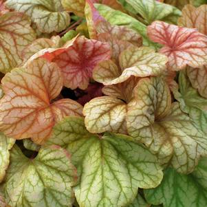 Heuchera x 'Champagne' (Coral Bells)