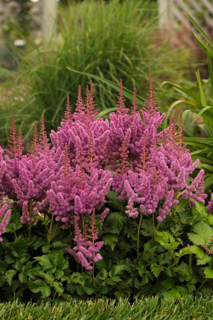 Astilbe chinensis 'Visions' (False Spirea) perennial, pink flowers