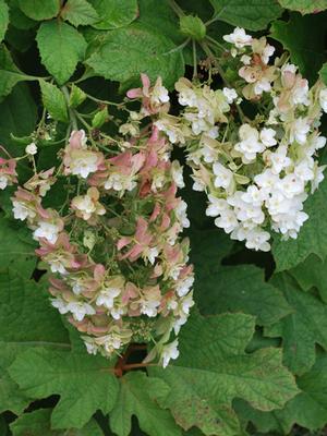 Hydrangea quercifolia 'Snow Queen' (Oakleaf Hydrangea)