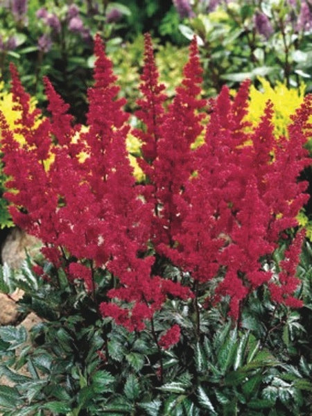 Astilbe japonica 'Montgomery' (False Spirea) perennial, red flower