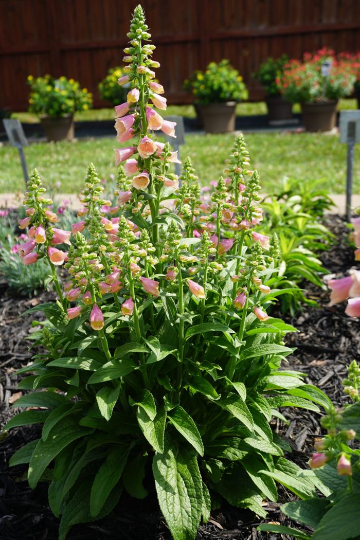 Digitalis x 'Arctic Fox Rose' (Foxglove), pink flowers