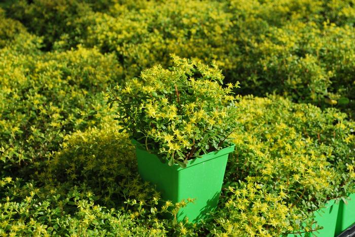 Sedum makinoi 'Salsa Verde' (Stonecrop)