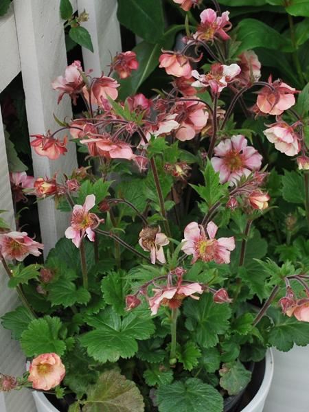 Geum Tempo ™Rose (Avens)