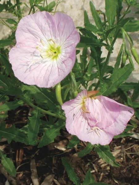 Evening Primrose (Oenothera speciosa 'Siskiyou')