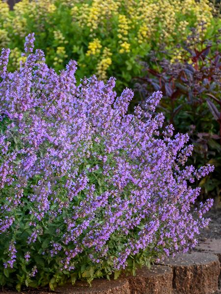 Nepeta x faassenii 'Cat's Meow' (Catmint)