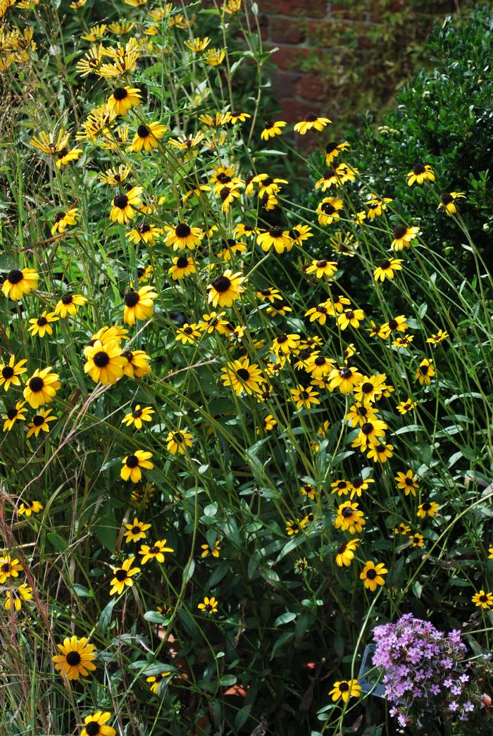 Rudbeckia fulgida var. fulgida (Black-Eyed Susan)