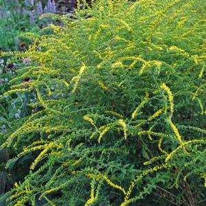 Solidago rugosa 'Fireworks' (Goldenrod)