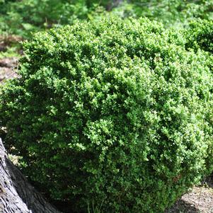 Common Boxwood (Buxus Sempervirens 'Green Velvet')