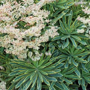 Spurge (Euphorbia x martinii 'Ascot Rainbow')