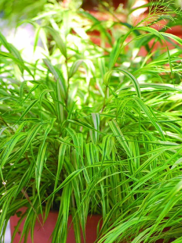 Hakonechloa macra 'Aureola' (Japanese Forest Grass)