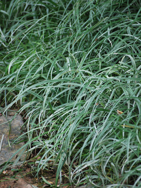 Variegated Creeping Lilyturf (Liriope s. 'Silver Dragon')