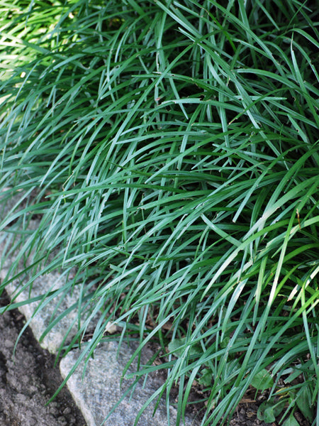 Creeping Lilyturf (Liriope spicata)