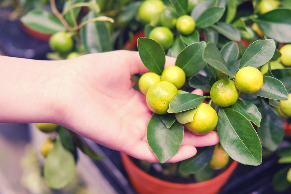 Mexican Lime Shrub (Citrus aurantifolia)