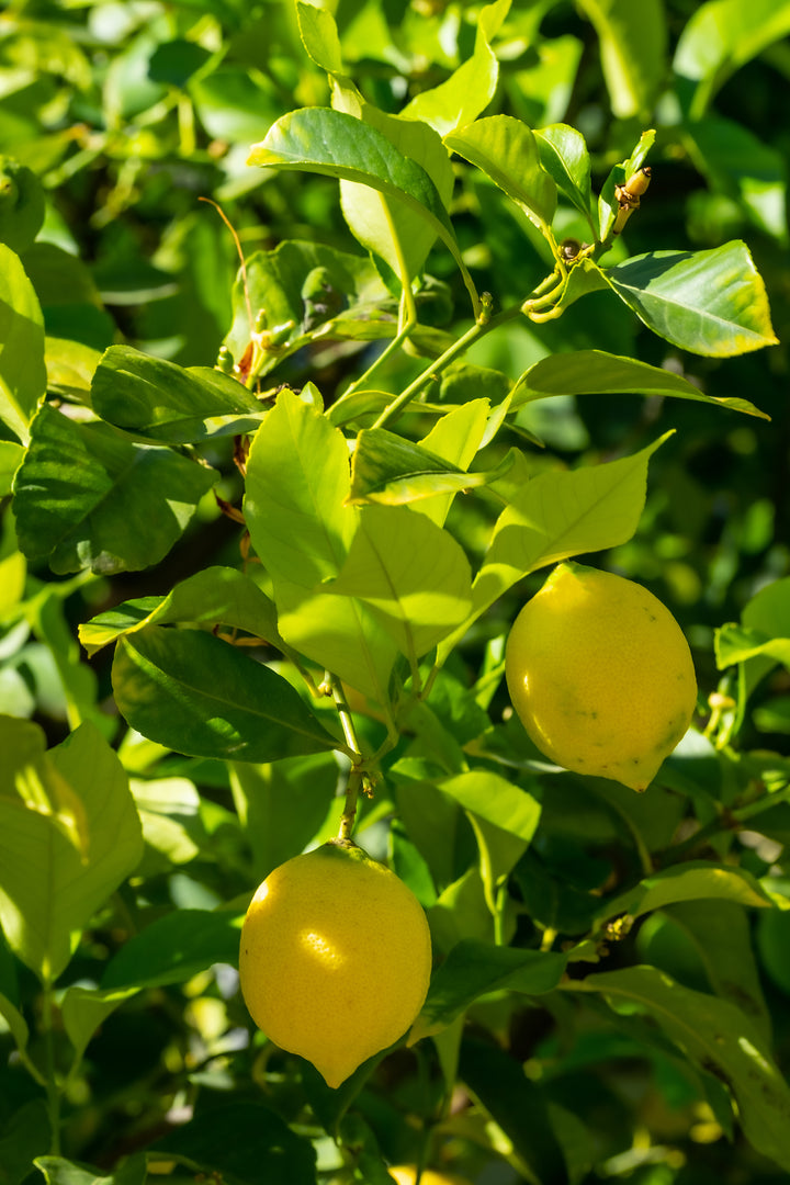 Meyer Lemon Shrub (Citrus limon 'Meyer')