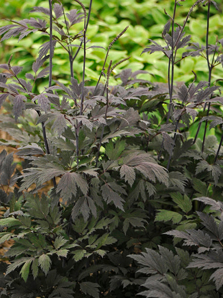 Bugbane (Actaea x 'Chocoholic')