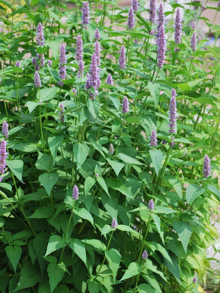 Mexican Hyssop (Agastache x 'Blue Fortune')