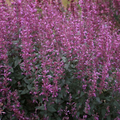 Agastache Meant to Bee™ 'Royal Raspberry' (Hummingbird Mint) perennial