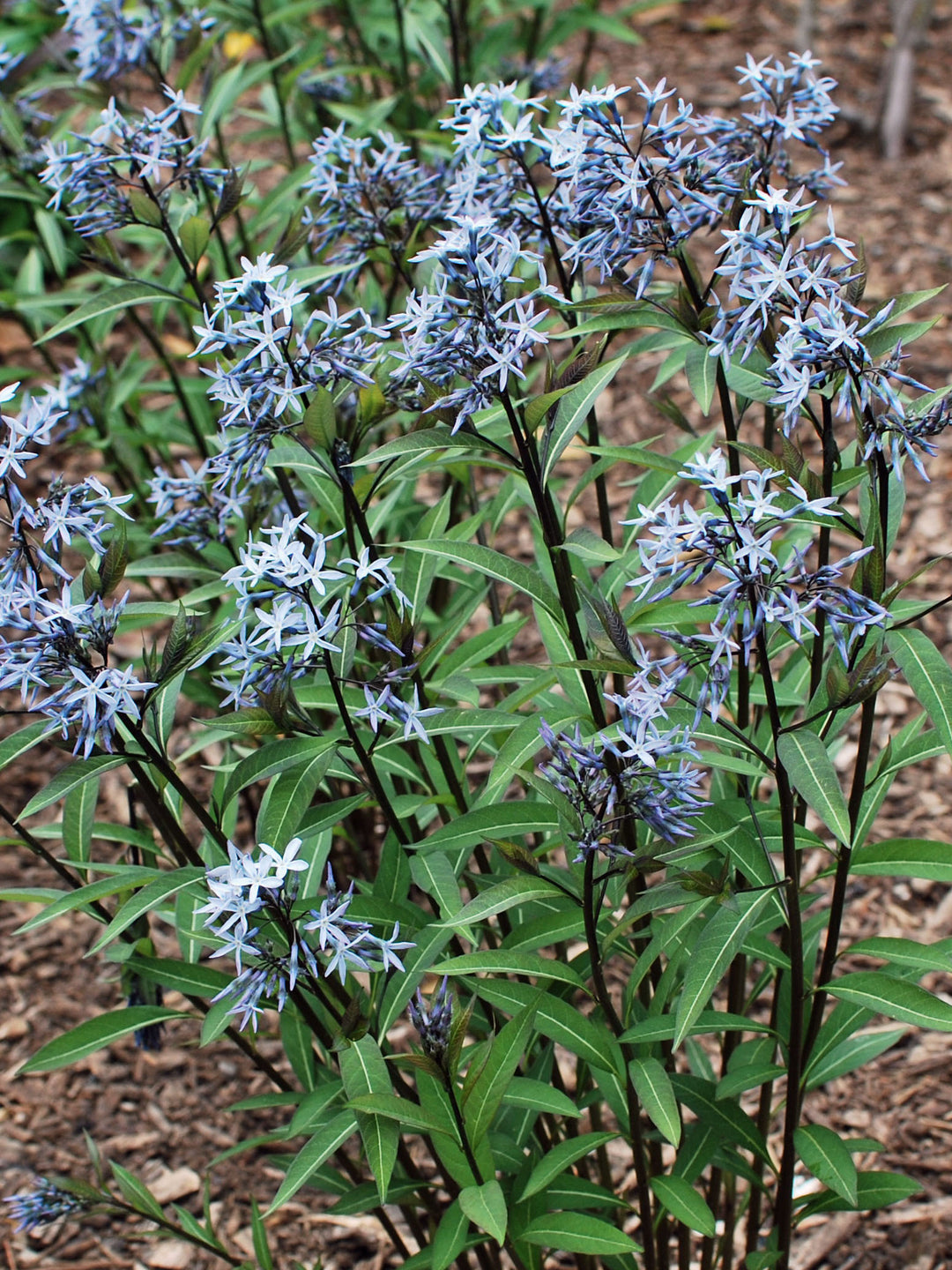 Amsonia tabernaemontana ‘Storm Cloud’ (Bluestar) perennial