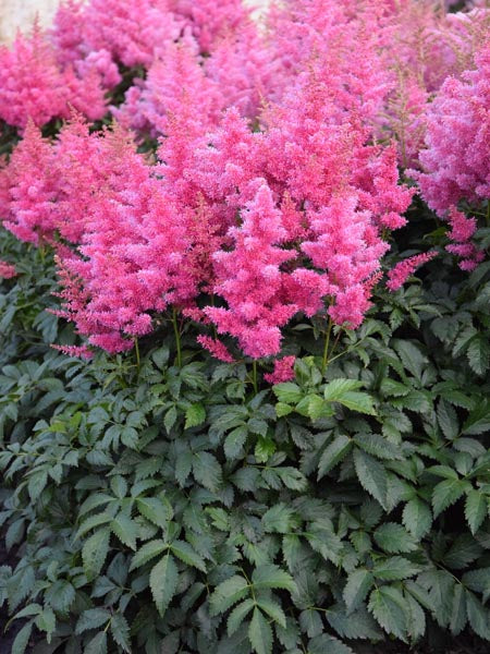 Astilbe x 'Drum & Bass' (Music™ Series False Spiraea), pink flowers