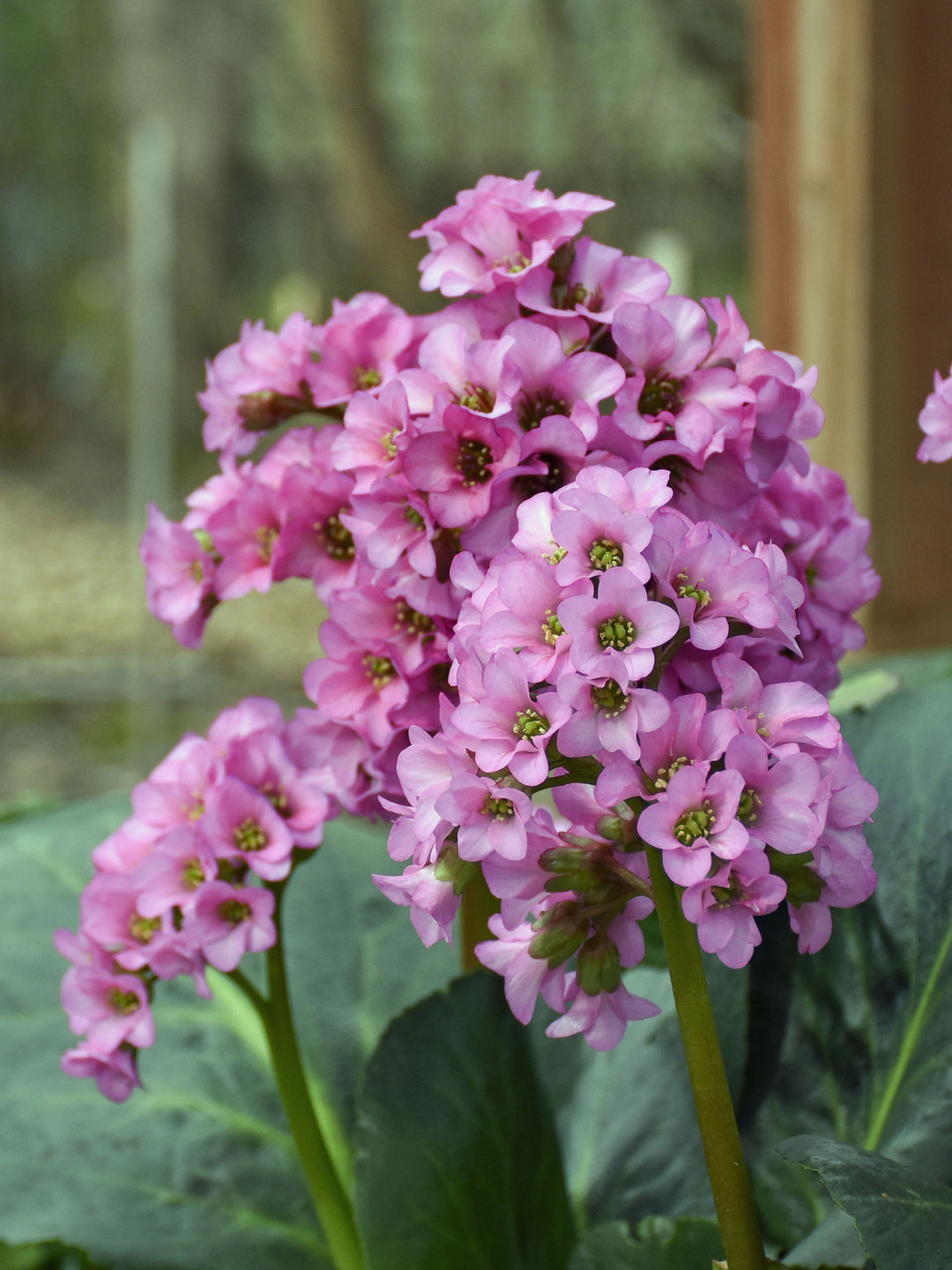 Bergenia c. 'Miss Piggy' (Heartleaf Bergenia), pink flowers