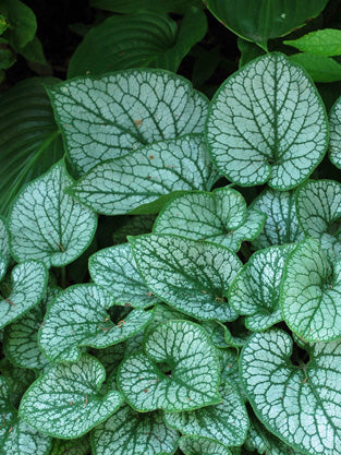 False Forget-me-not (Brunnera m. 'Sea Heart')