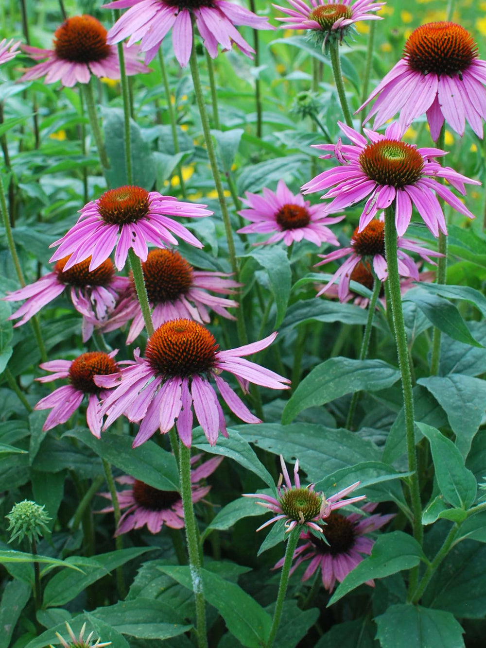 Echinacea p. 'Magnus' (Coneflower)