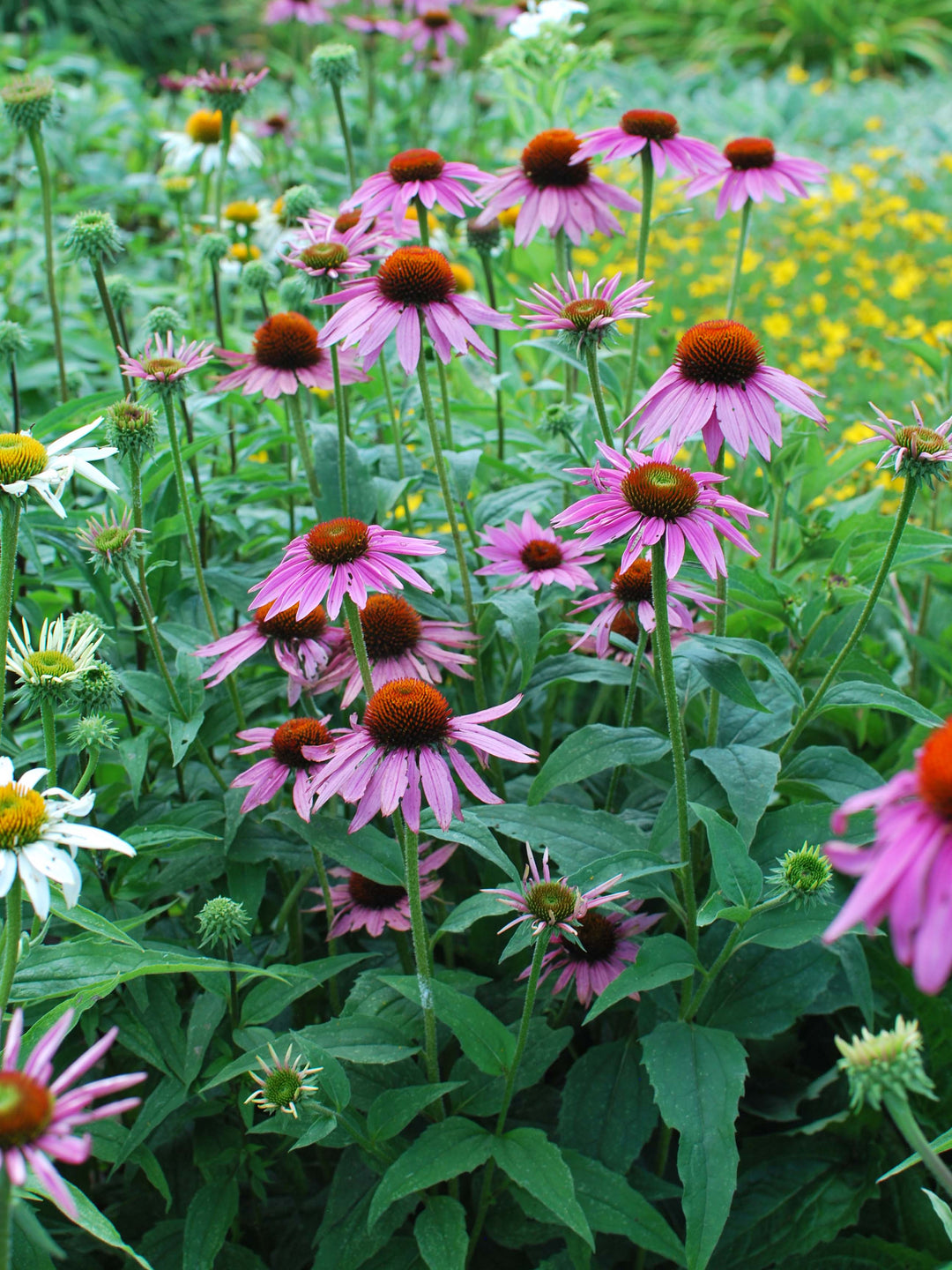 Echinacea p. 'Magnus' (Coneflower)