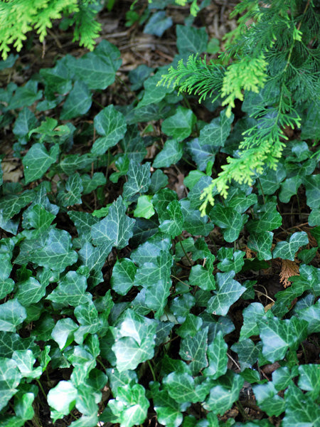 Ivy (Hedera Helix)