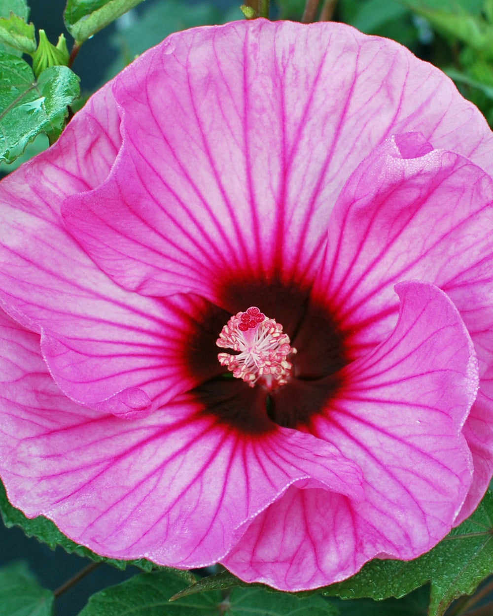 Hibiscus  'Candy Crush' (Summerific® Hardy Hibiscus)