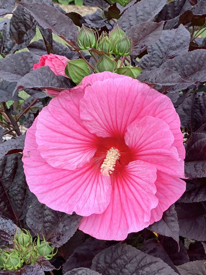 Hibiscus ‘Edge of Night’ (Summerific® Hardy Hibiscus)