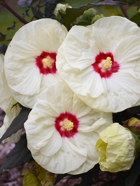 Hibiscus 'French Vanilla' (Summerific® Hardy Hibiscus)