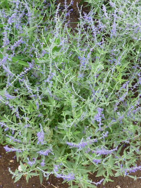 Perovskia a. 'Crazy Blue' (Russian Sage)