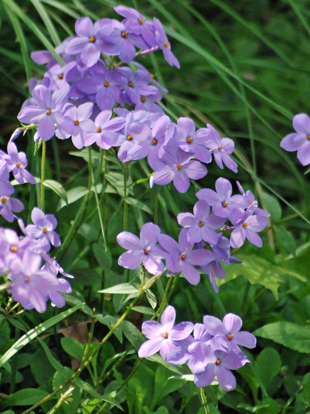 Phlox stolonifera (Creeping Phlox)