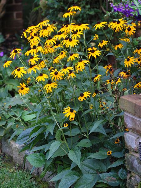 Rudbeckia f. 'Goldsturm' (Black Eyed Susan)