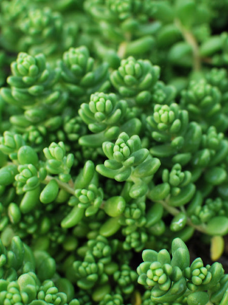 Sedum album 'Athoum' (Stonecrop)