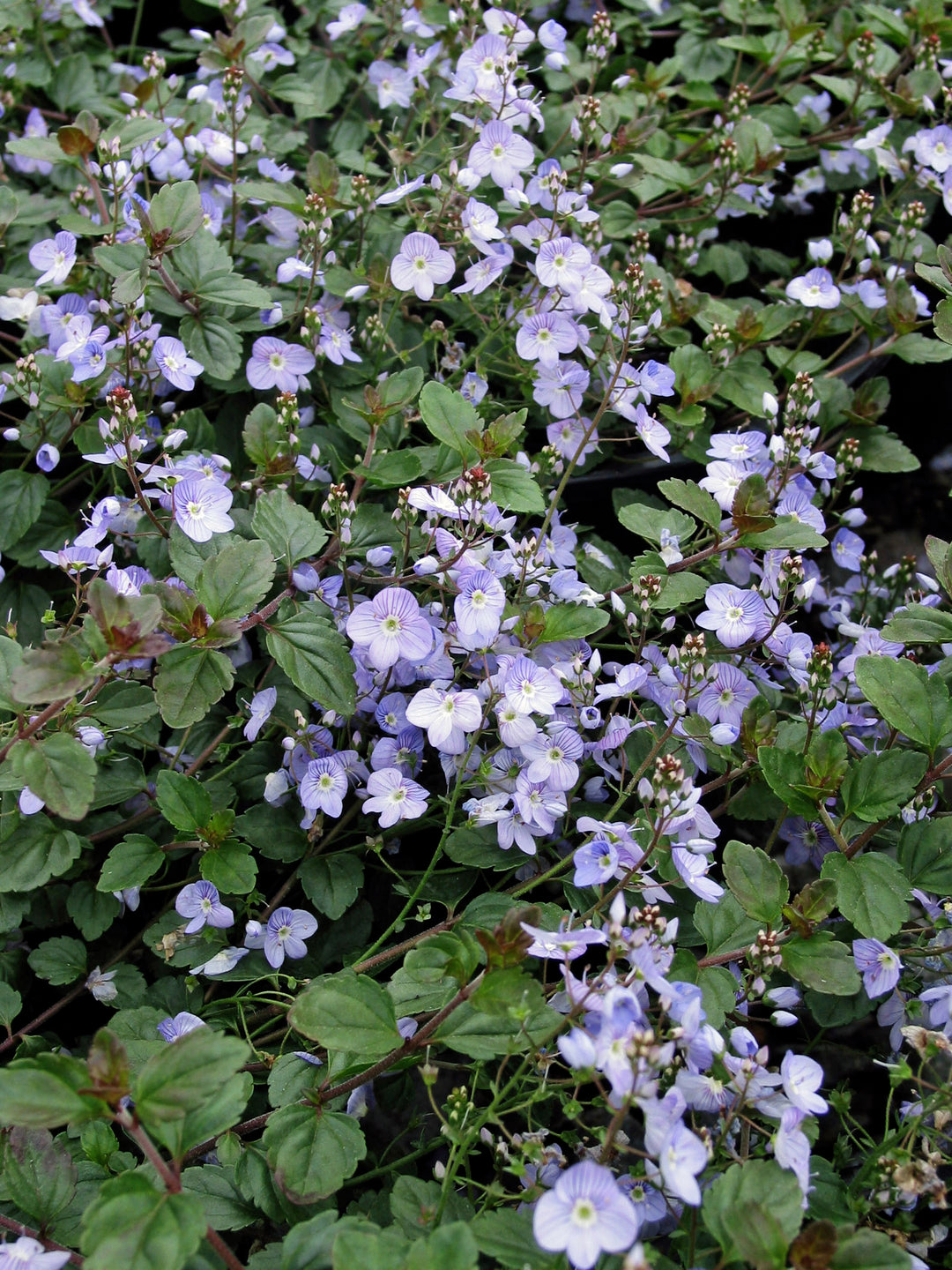 Veronica 'Waterperry Blue' (Creeping Speedwell)