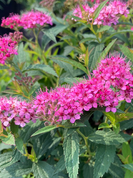 Japanese Spirea (Spiraea b. 'Anthony Waterer')