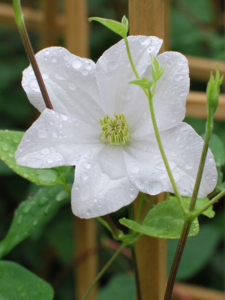 Clematis 'Huldine' (Clematis Hybrid), white flower